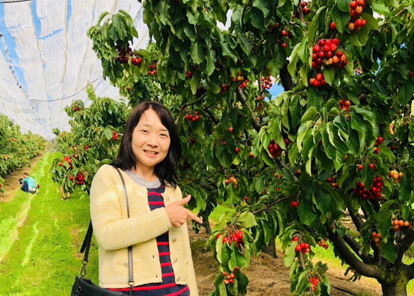 塔斯馬尼亞頂級大顆櫻桃
